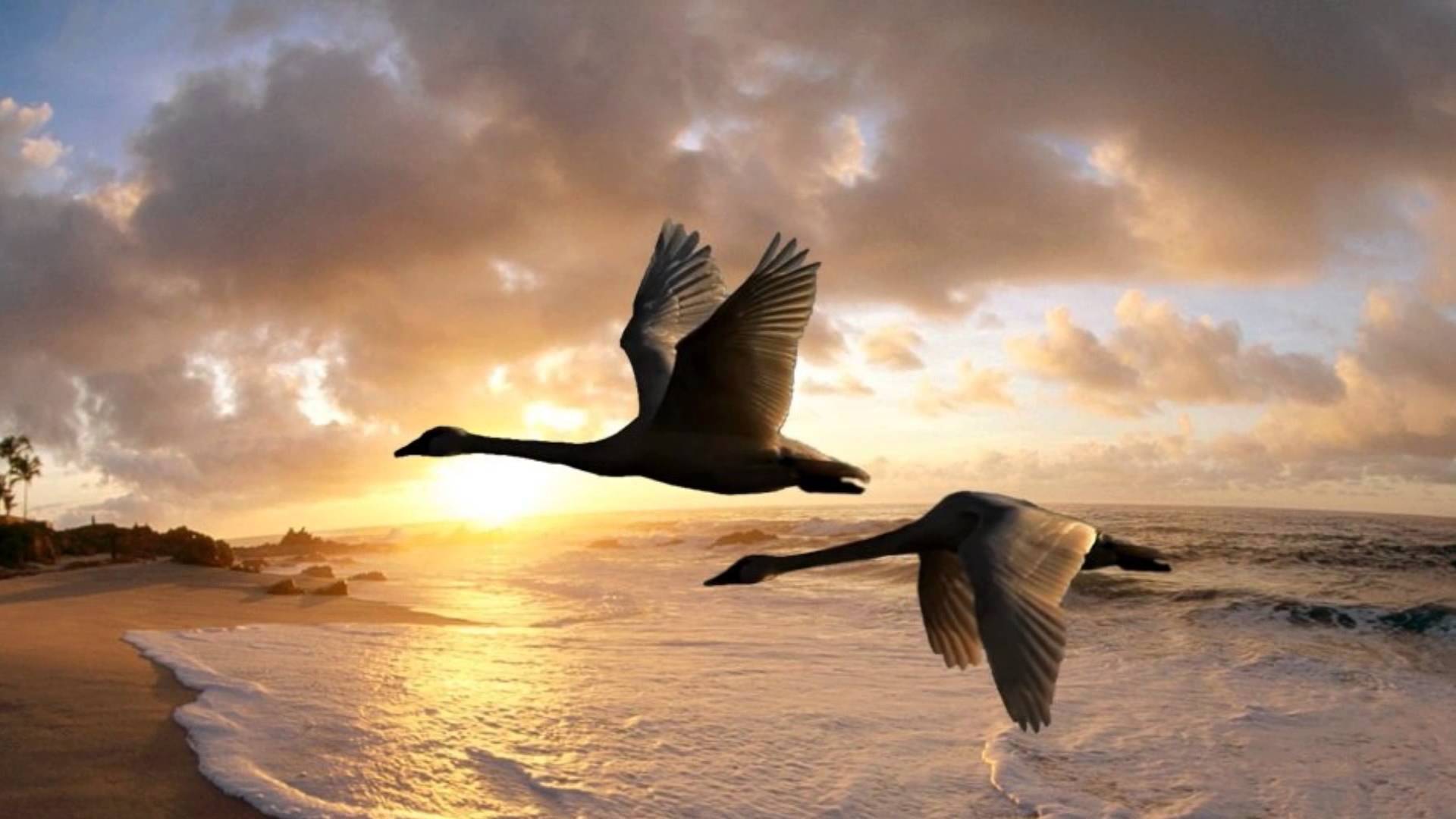 Птица улетающая вдаль. Птицы на закате. Лебеди над морем. Лебеди летят. Полет лебедя.